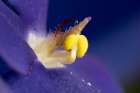 Close-up view of African Violet. Art Print
